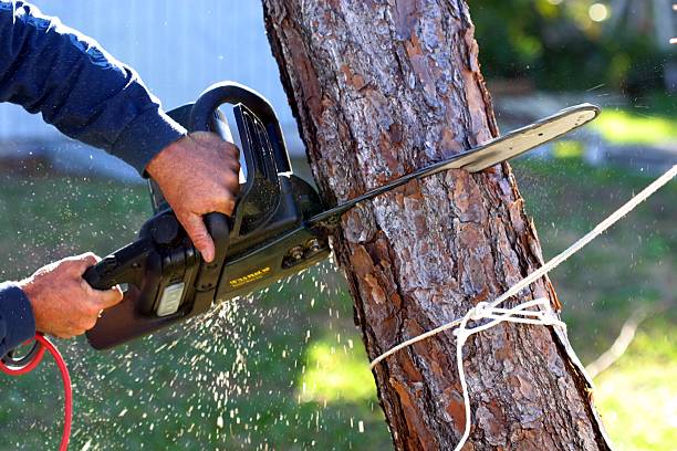 How Our Tree Care Process Works  in  Lyford, TX